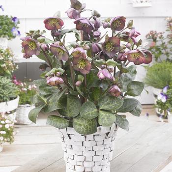 Helleborus (Lenten Rose) - Frostkiss® 'Dana's Dulcet'