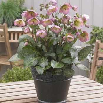 Helleborus (Lenten Rose) - Frostkiss® 'Dorothy's Dawn™'