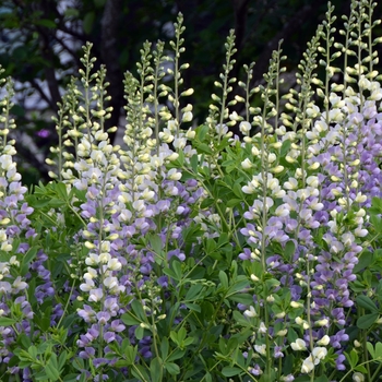 Baptisia 'Lunar Eclipse' PP25875 (False Indigo) - Prairieblues™ Lunar Eclipse