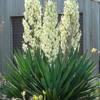 Yucca filamentosa 'Ivory Tower' (Yucca) - Ivory Tower Yucca