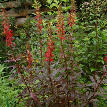 Lobelia cardinalis 'Black Truffle' PP25687 - 'Black Truffle' 