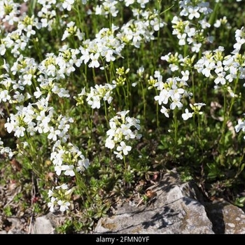 Arabis sturri (Dwarf Mountain Rockcress) - Dwarf Mountain Rockcress