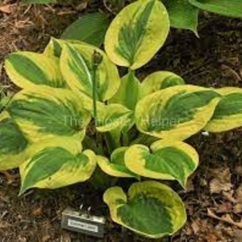 Hosta 'Summer Lovin' - Summer Lovin Funkia, Summer Lovin Hosta