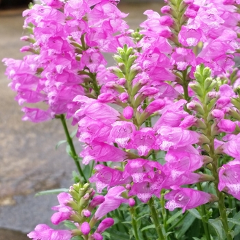 Physostegia virginiana 'Autumn Carnival - Obedient Plant