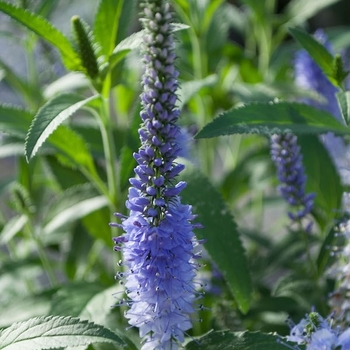 Veronica longifolia VERNIQUE 'Shining Sea' - Shining Sea Veronica