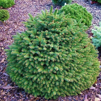 Picea abies 'Hildburghausen' (Dwarf Norway Spruce) - Hildburghausen Dwarf Norway Spruce