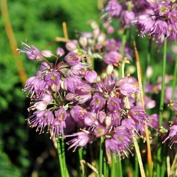 Allium thunbergii 'Ozawa; - Ozawa Ornamental Onion