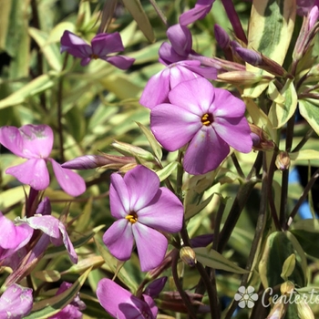 Phlox glaberrima 'Triple Play' PP21329 (Meadow Phlox) - Triple Play Meadow Phlox