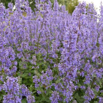 Nepeta grandiflora - 'Summer Magic' Catmint