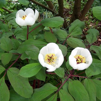 Paeonia obovata - Woodland Peony