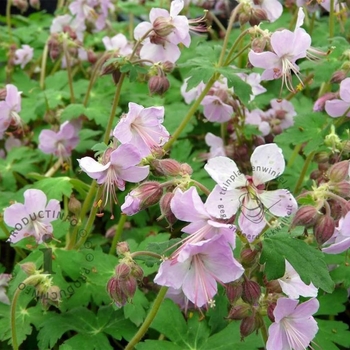 Geranium macrorrhizum 'Ingwersen's Variety' (Cranesbill) - Ingwersen's Variety Cranesbill