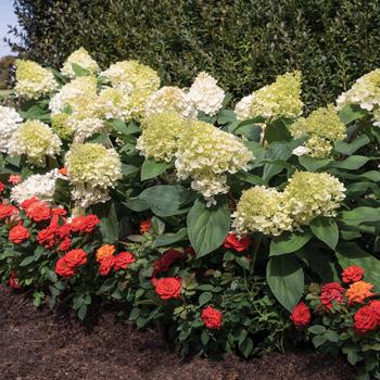 Hydrangea paniculata - Sweet Starlight™