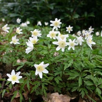 Anemonoides nemorosa - Woodlands Anemone