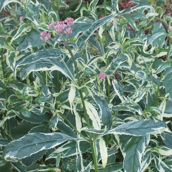 Eupatorium fortunei 'Pink Frost' - Variegated Joe Pye Weed