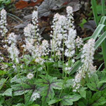 Tiarella cordifolia - Angel Wings Foamflower