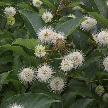 Cephalanthus occidentalis - Magical® Moonlight Button Bush