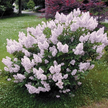 Syringa patula 'Miss Kim' - Miss Kim Lilac