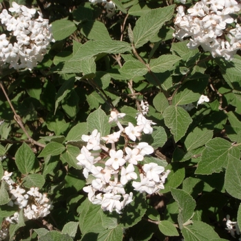 Viburnum x 'juddii' - Judd viburnum