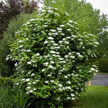 Viburnum trilobum 'Wentworth' - Cranberrybush Viburnum