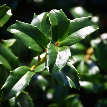 Ilex x meserveae 'Mesdob' (Holly) - China Boy Holly