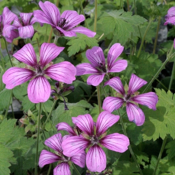 Geranium x 'Sue Crug' - Sue Crug Geranium