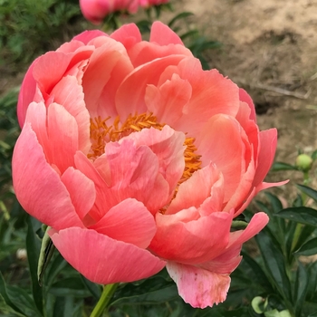 Paeonia 'Pink Hawaiian Coral' (Peony) - Pink Hawaiian Coral Peony