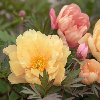 Paeonia 'Singing in the Rain' (Itoh Peony) - Singing in the Rain Itoh Peony