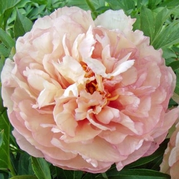 Paeonia 'Scrumdiddlyumptious' (Itoh Peony) - Scrumdiddlyumptious Itoh Peony