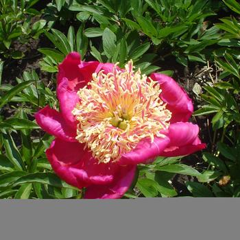 Paeonia lactiflora - 'Sword Dance' Peony