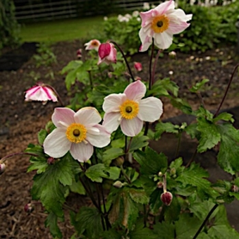 Anemone 'Dainty Swan' PPAF (Japanese Anemone) - Dainty Swan Japanese Anemone