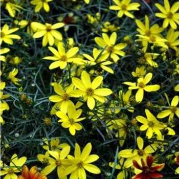 Coreopsis verticillata 'Electric Avenue' PP24688 (Tickseed) - Cruizin' Electric Avenue