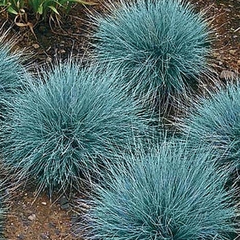 Festuca 'Cool as Ice' (Festuca) - Cool as Ice Festuca