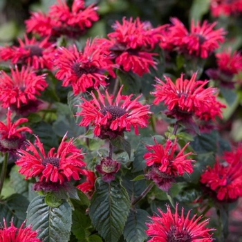 Monarda 'Bee-Happy' (Bee Balm) - Bee-You™ Bee-Happy