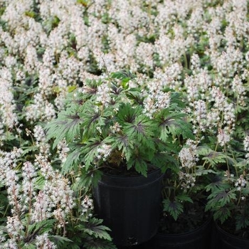 Tiarella 'Timbuktu' (Foamflower) - Timbuktu Foamflower