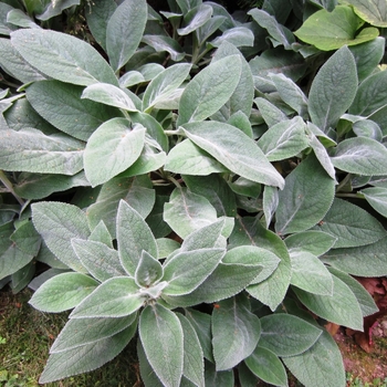 Stachys byzantina 'Silky Fleece' (Lamb's Ear) - Silky Fleece Lamb's Ear