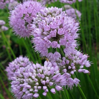 Allium lusitanicum 'Summer Beauty' (Ornamental Onion) - Summer Beauty Ornamental Onion