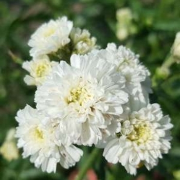 Achillea ptarmica 'Peter Cotontail'(Sneezewort) - Peter Coton Tail Sneezewort
