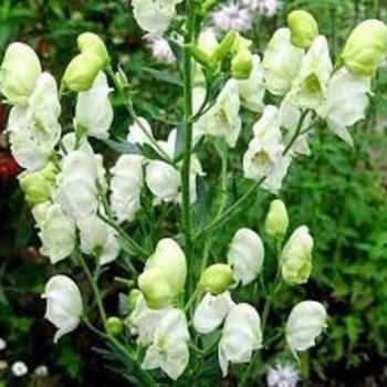 Aconitum napellus 'Album' (Monkshood) - Album Monkshood