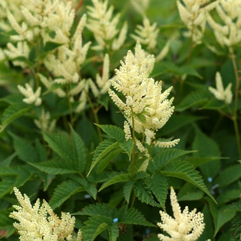 Aruncus 'Sparkles' - Sparkles Goat's Beard