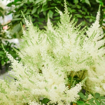 Astilbe japonica 'Ivory Pearl' (False Spirea) - Ivory Pearls Astilbe