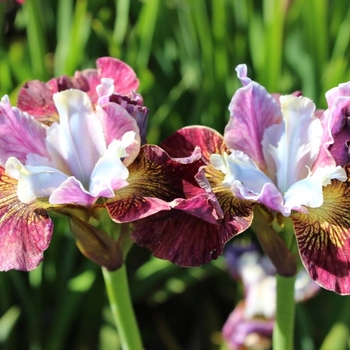 Iris sibirica PEACOCK TM 'Painted Women' - PAinted Women Siberian Iris