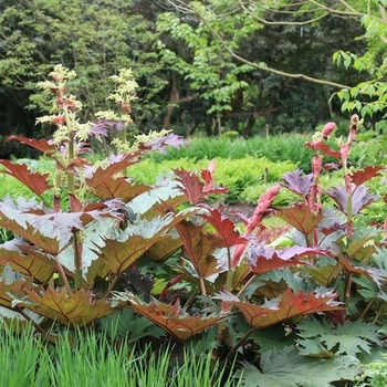 Rheum palmatum var. tanguticum (Ornamental Rhubarb) - Ornamental Rhubarb