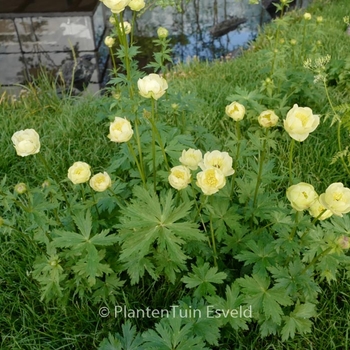 Trollius x cultorum 'Alabastar' (Globe flower) - Alabaster Globe flower