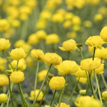 Trollius x cultorum 'Lemon Queen' (Globeflower) - Lemon Queen Globeflower