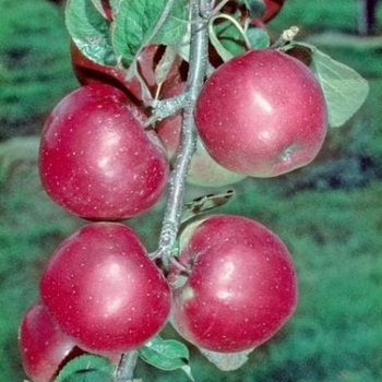 Apple 'Northern Spy' - Northern Spy Apple