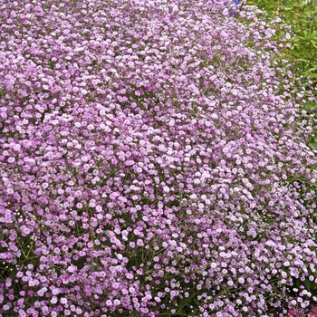 Gypsophila paniculata FESTIVAL 'Pink Lady' - FESTIVAL Pink LadyBaby's Breath