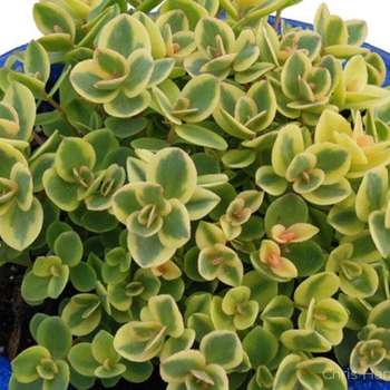 Sedum 'Lime Twister' PP26895 (Stonecrop) - Sunsparkler® Lime Twister