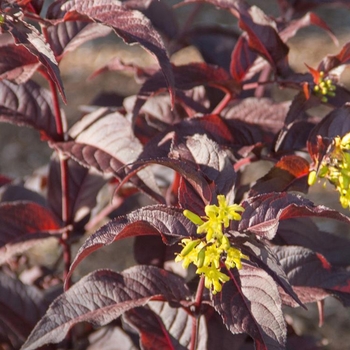 Diervilla splendens 'El Madrigal' PP28060 (Bush-honeysuckle) - Firefly™ Nightglow™ 