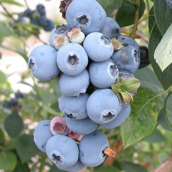 Vaccinium 'Sweetheart' - Sweetheart Blueberry