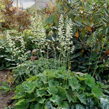 Heuchera villosa 'Autumn Bride' - Autumn Bride Coral Bells